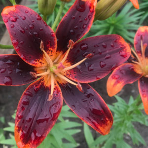 Asiatic Lily, Forever Susan