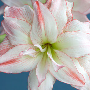 Winter-Flowering Double Dutch Amaryllis, Aphrodite