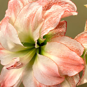 Winter-Flowering Double Dutch Amaryllis, Aphrodite