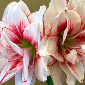 Winter-Flowering Double Dutch Amaryllis, Elvas