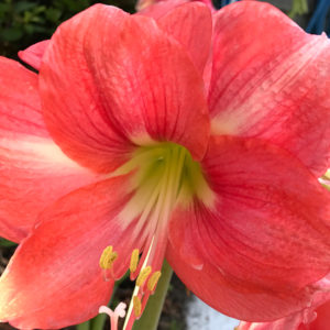 Royal Dutch Single Amaryllis, Rosalie