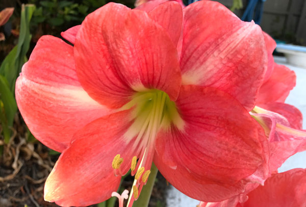 Royal Dutch Single Amaryllis, Rosalie