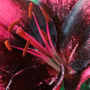 Asiatic Lily, Purple Dream
