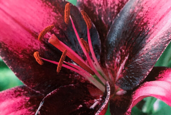 Asiatic Lily, Purple Dream