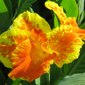 Canna Lily, King Humbert - 2 Bulbs