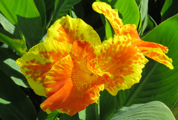 Canna Lily, King Humbert - 2 Bulbs