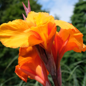 Canna Lily, Wyoming - 2 Bulbs