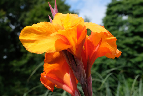 Canna Lily, Wyoming - 2 Bulbs