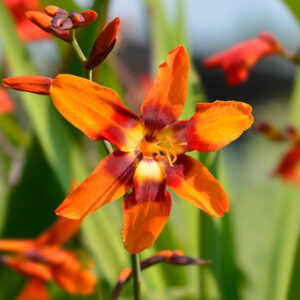 Crocosmia, Emily McKenzie