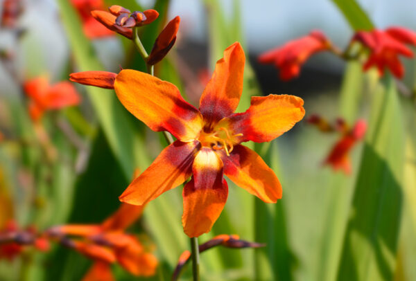 Crocosmia, Emily McKenzie