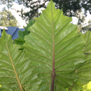 Elephant Ear Roots, Upright (Alocasia Odora) – STRONGLY DEER RESISTANT AND REPELLENT