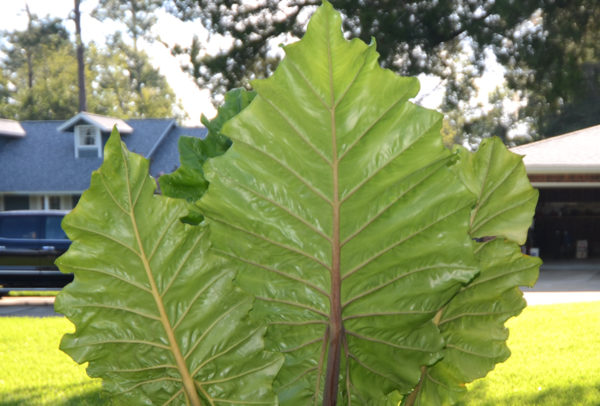 Elephant Ear Roots, Upright (Alocasia Odora) – STRONGLY DEER RESISTANT AND REPELLENT