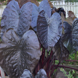 Elephant Ear Roots, Black Magic – STRONGLY DEER RESISTANT AND REPELLENT