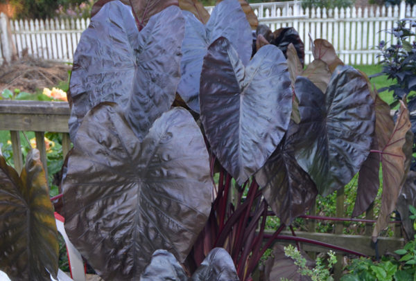 Elephant Ear Roots, Black Magic – STRONGLY DEER RESISTANT AND REPELLENT