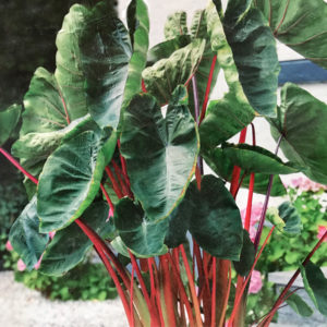 Elephant Ear Roots, Hawaiian Punch – STRONGLY DEER RESISTANT AND REPELLENT