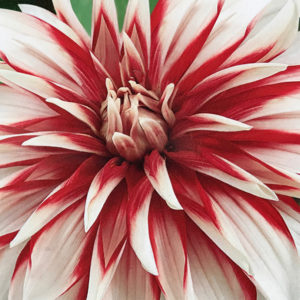 Decorative Dahlia, Catching Fire