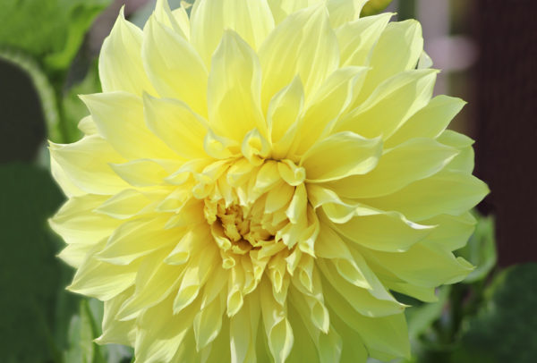 Dinnerplate Dahlia, Kelvin Floodlight