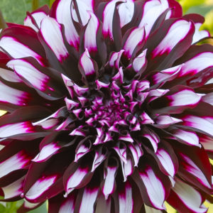 Dinnerplate Dahlia, Tartan