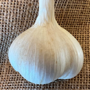 Marbled Purple Striped Garlic, Bogatyr - 4 oz