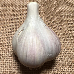 Porcelain Garlic, Polish Hardneck - 4 oz