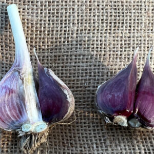Turban Garlic, Shandong Purple - 4 oz