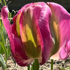 Green or Viridiflora Tulip, Greenland