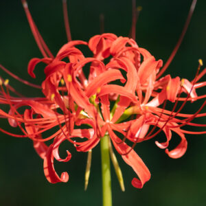 The Red Spider Lily, Lycoris radiata