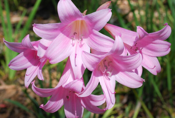 The Naked Lady Lily, Lycoris squamigera
