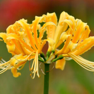 The Yellow Spider Lily, Lycoris aurea