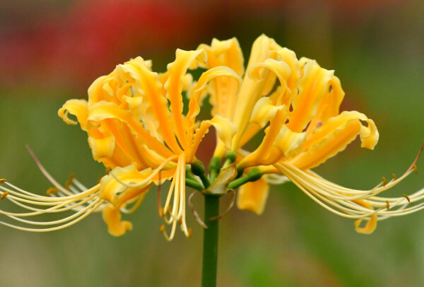 The Yellow Spider Lily, Lycoris aurea