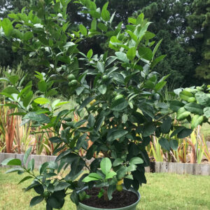 Citrus Tree, Key Lime (Shipping Included)