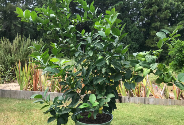Citrus Tree, Key Lime (Shipping Included)