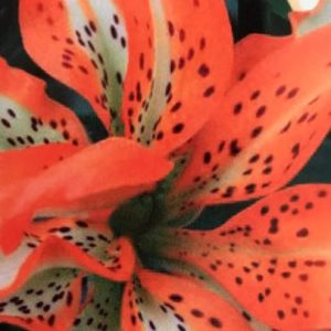 Asiatic Double Lily, Must See