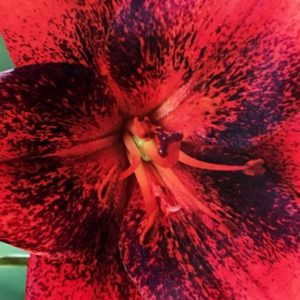 Tigrinum Lily, Strawberry Event