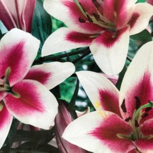 Oriental Trumpet Lily, Altari