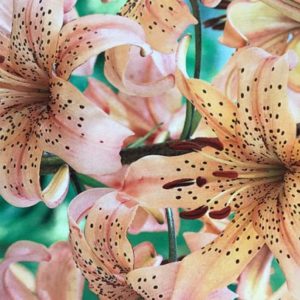 Tigrinum Lily, Pink Giant