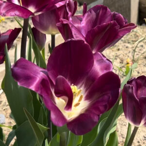 Triumph Tulip, Kansas Proud
