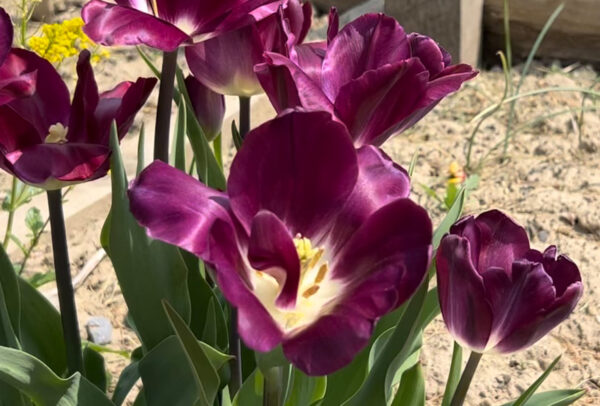 Triumph Tulip, Kansas Proud