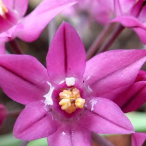 Allium, Oreophilum