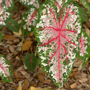 Caladium, Carolyn Wharton - 3 per bag