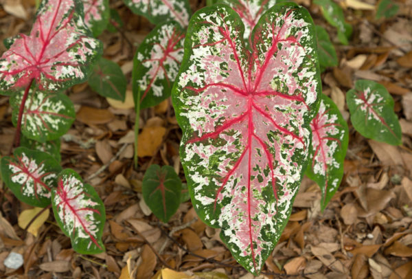 Caladium, Carolyn Wharton - 3 per bag