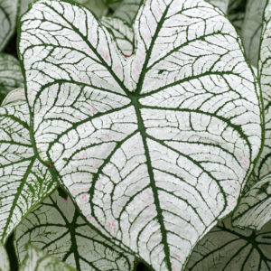 Caladium, White Christmas - 3 per bag
