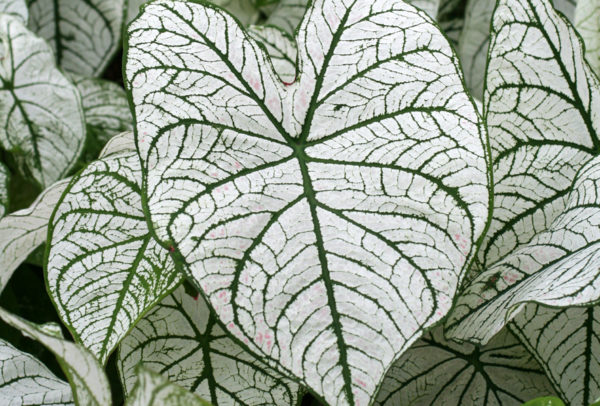 Caladium, White Christmas - 3 per bag
