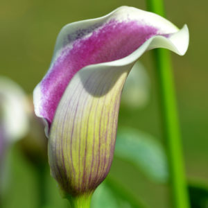 Calla Lily, DaVinci - 1 Bulb