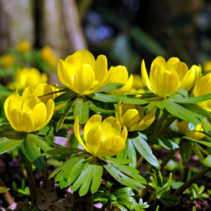 Eranthis Hyemalis