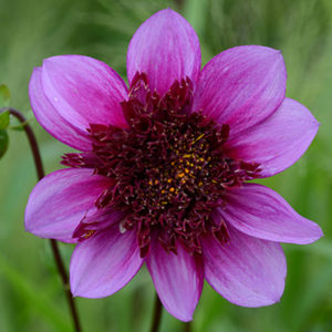 Specialty-Anemone-Flowering Dahlia, Blue Bayou