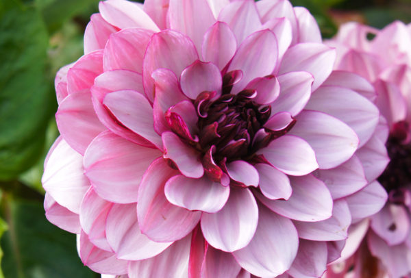 Decorative Dahlia, Créme de Cassis