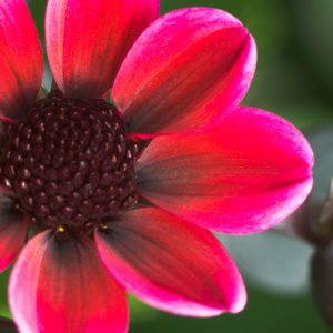 Specialty-Gallery-Dark Angel Series Dahlia, Dracula