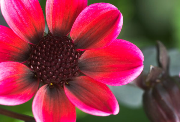 Specialty-Gallery-Dark Angel Series Dahlia, Dracula
