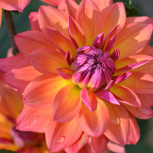 Decorative Dahlia, Fire Pot